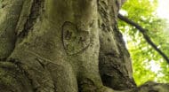 A tree trunk with a heart carved into it.