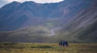 A group of people walking through a grassy area with mountains in the background.