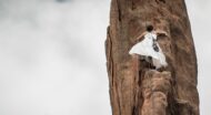 A woman in a white dress climbing a tall rock.