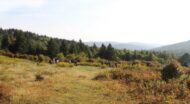 A landscape made up of grass and trees, along with a group of people backpacking.
