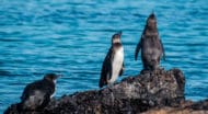Three Galapagos penguins.