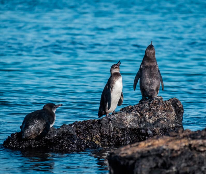 Three Galapagos penguins.