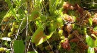 Venus fly traps.