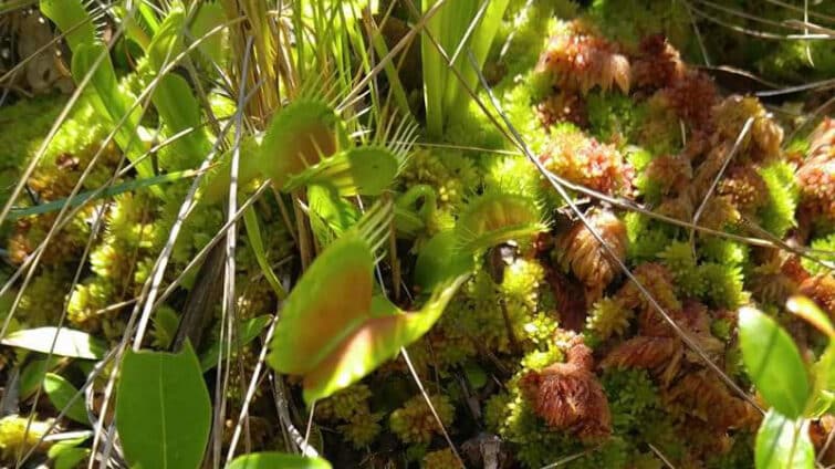 Venus fly traps.