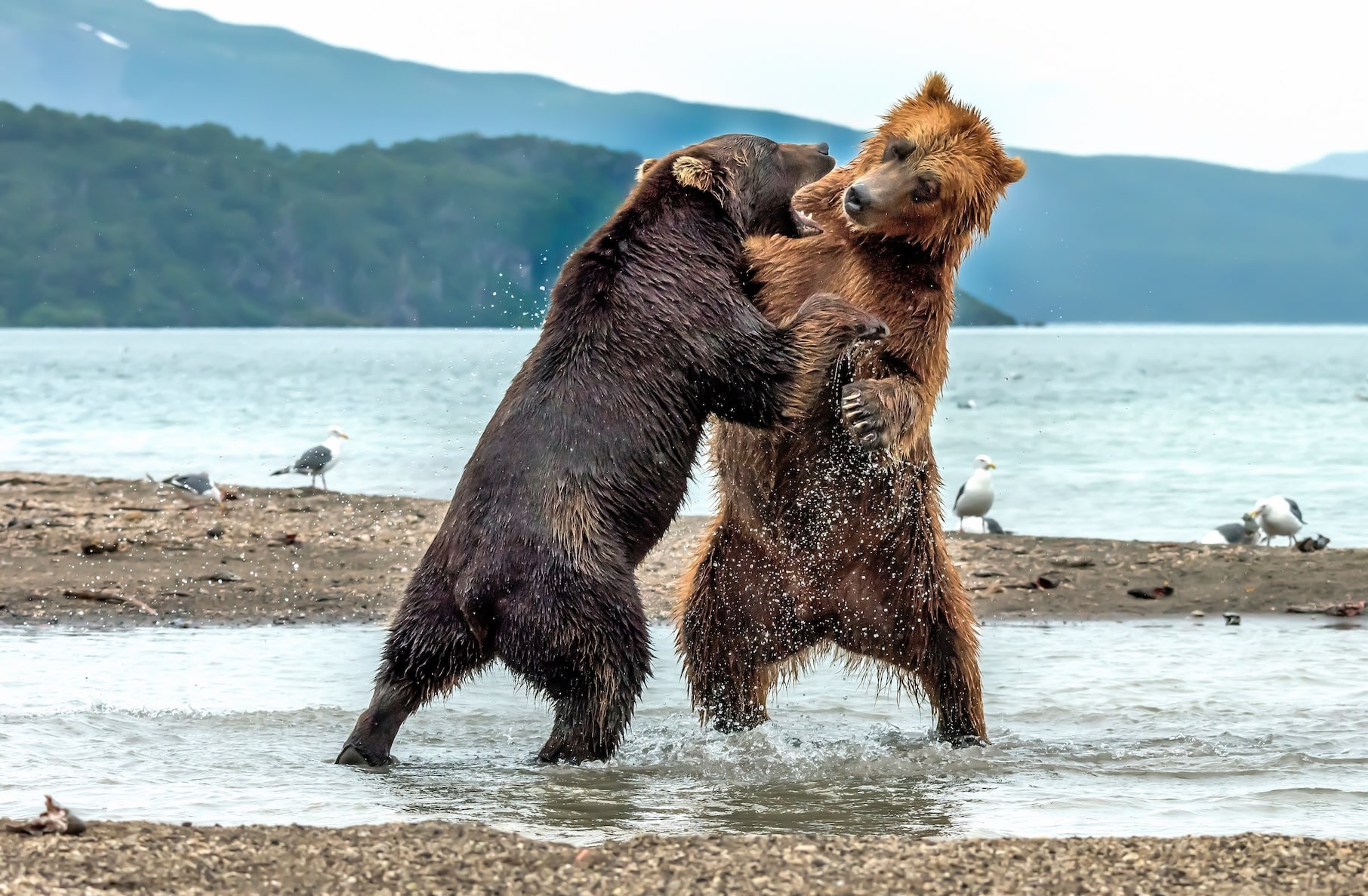 Gauging Your Safety in the Wilderness: What's the Most Dangerous